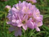 Armeria maritima