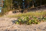 Lathyrus japonicus подвид maritimus. Плодоносящие растения на песчаном пляже. Ленинградская обл., Кингисеппский р-н, окр. пос. Новое Гарколово, побережье Финского залива. 12.09.2015.