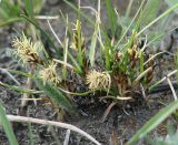 Carex duriuscula. Цветущее растение. Иркутская обл., Иркутский р-н, луг на левом берегу р. Ангара. 09.05.2015.