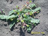 Astragalus fabaceus