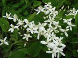 Clematis mandshurica