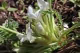 Astragalus chionanthus