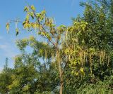 Catalpa bignonioides