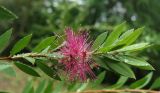 род Callistemon. Верхушка побега с соцветиями. Краснодарский край, Сочи, Дендрарий. 23.09.2016.