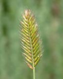 Agropyron pectinatum. Соцветие. Иркутская обл., Иркутский р-н, окр. дер. Жердовка, луг. 12.07.2016.