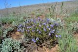 Veronica capsellicarpa