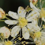 Filipendula vulgaris. Цветок с 7 лепестками. Ростовская обл., Неклиновский р-н, Фёдоровское с/п, дол. р. Сухой Еланчик, луг на склоне. 29.05.2017.