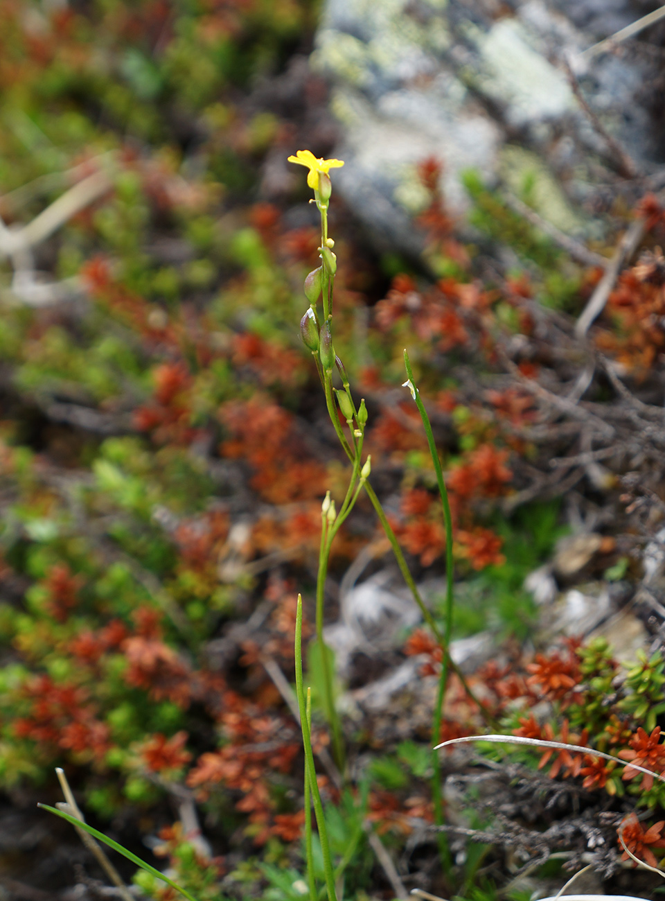 Image of Draba scabra specimen.