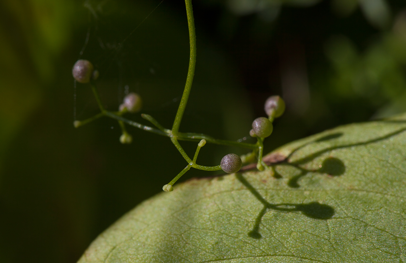 Изображение особи Galium palustre.