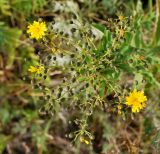 Hieracium robustum