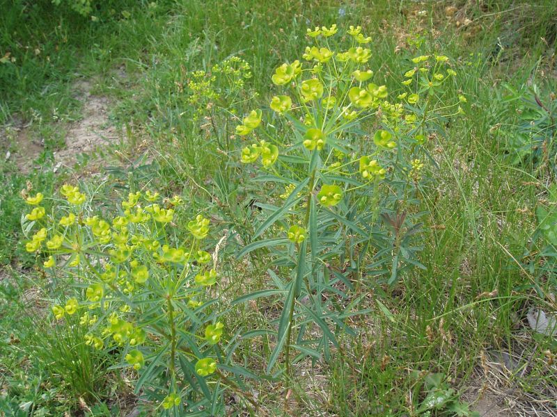 Изображение особи Euphorbia kaleniczenkoi.