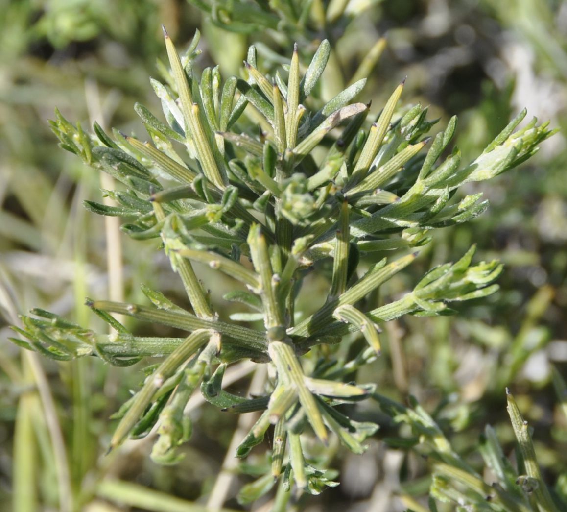 Image of Genista acanthoclada specimen.