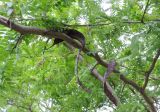 Gleditsia triacanthos. Ветка с прошлогодними бобами. Краснодарский край, Тихорецкий р-н, пос. Мирный, обочина дороги. 20.05.2018.