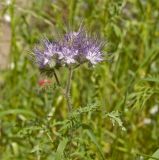 Phacelia tanacetifolia. Верхушка цветущего растения. Пермь, Свердловский р-н, на сильно заросшем газоне около жилого дома. 5 июля 2018 г.