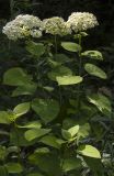 Hydrangea arborescens