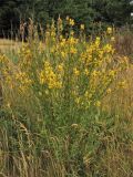 Genista tinctoria. Цветущее растение. Нидерланды, провинция Drenthe, окр. деревни Eelderwolde, луг у полосы отчуждения автомобильной дороги. 4 июля 2008 г.