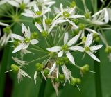 Allium ursinum