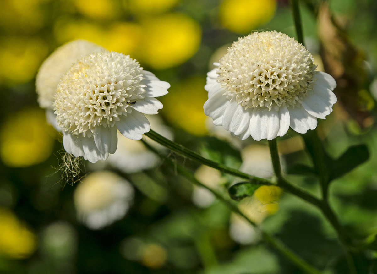 Изображение особи Pyrethrum parthenium.