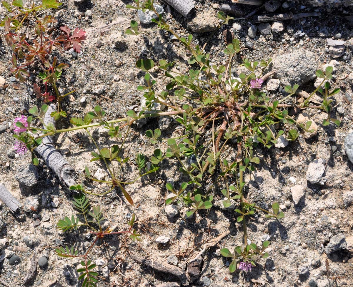 Изображение особи Trifolium resupinatum.