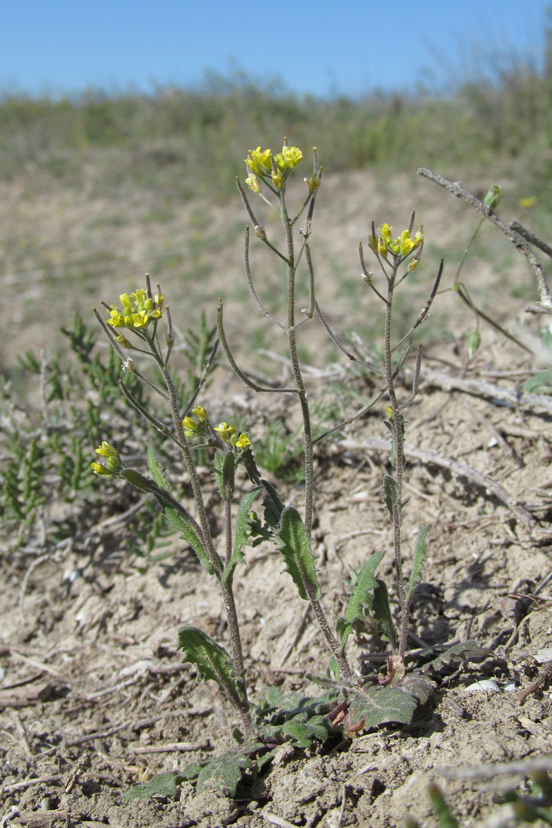 Изображение особи Arabidopsis pumila.