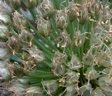 Allium altaicum. Часть соплодия. Московская обл., Раменский р-н, окр. дер. Хрипань, садовый участок. 21.06.2019.