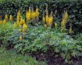 Ligularia przewalskii. Цветущие растения. Пермский край, г. Пермь, Свердловский р-н, клумба. 12.07.2019.