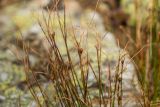 Juncus trifidus