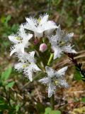 Menyanthes trifoliata. Цветки и бутоны. Свердловская обл., окр. г. Североуральск, южная окраина Колонгинского водохранилища, болото. 12.06.2019.