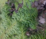 genus Thuja. Ветвь (культивар). Тверская обл., г. Тверь, Заволжский р-н, ботанический сад ТвГУ, в культуре. 11 апреля 2020 г.