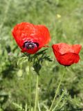 Papaver pavoninum