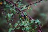 Cotoneaster saxatilis