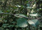 Betula fruticosa подвид montana