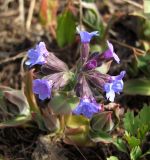 Pulmonaria mollis. Соцветие. Магаданская обл., г. Магадан, мкр-н Автодром, дачный участок. 05.06.2018.