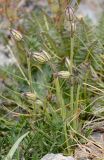 Gastrolychnis gonosperma