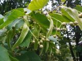 Tilia platyphyllos