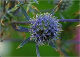 Eryngium planum