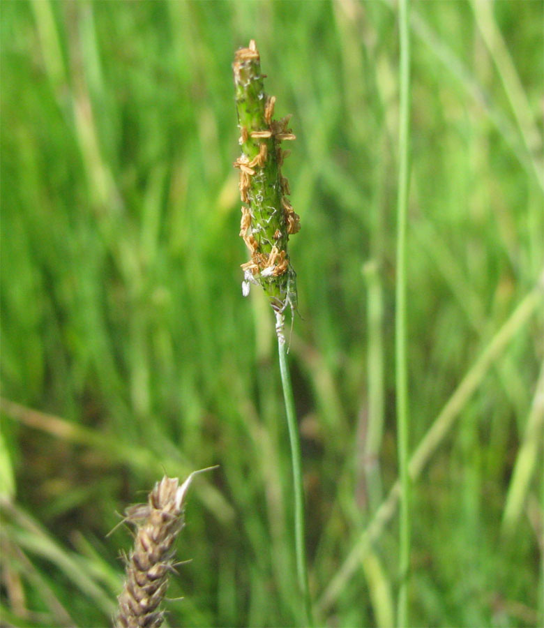 Изображение особи Alopecurus geniculatus.