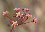 Saxifraga kolenatiana. Соцветие. Карачаево-Черкесия, Карачаевский р-н, Большой Кавказ, правый борт долины р. Узункол, южный склон горы Чатбаши в р-не \"нижних чатских ночёвок\", ≈ 2880 м н.у.м., среди камней. 26.07.2023.