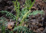 Astragalus falcatus