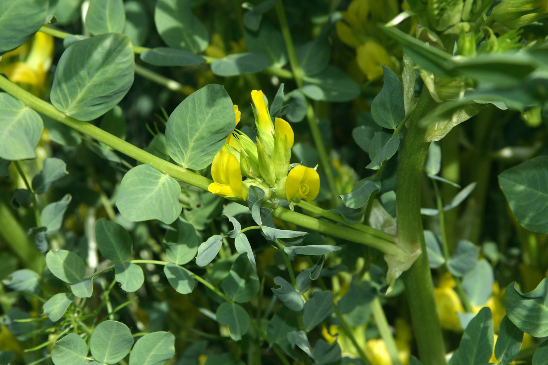 Изображение особи Astragalus tschimganicus.