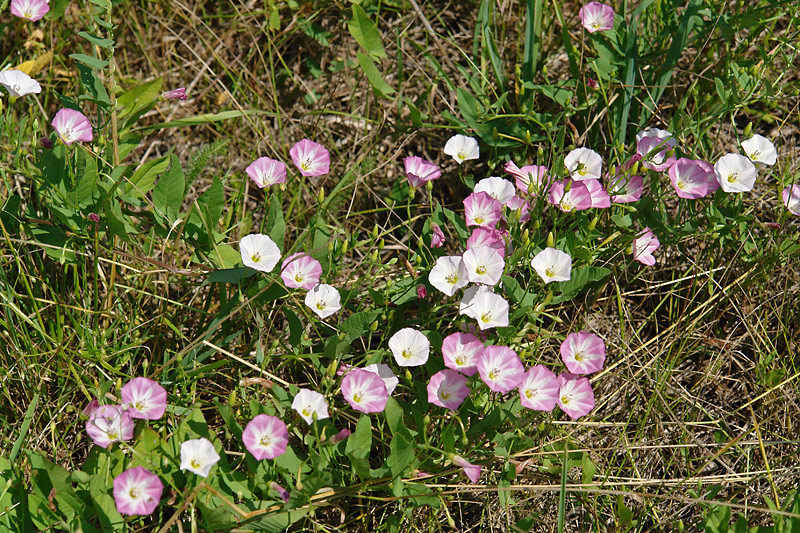 Image of Convolvulus arvensis specimen.