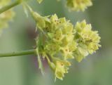 Alchemilla monticola