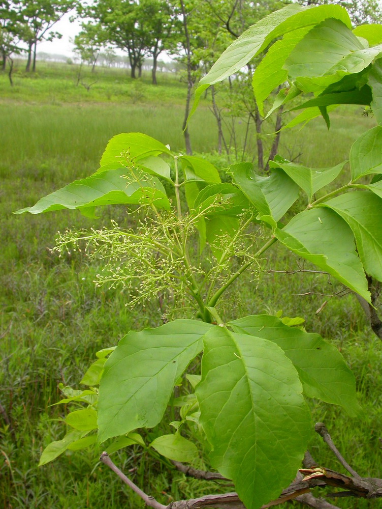 Изображение особи Fraxinus densata.