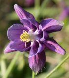 Aquilegia vulgaris. Цветок. Пензенская область, дачный массив под Васильевкой, заброшенный садовый участок, натурализовавшееся из культуры. 12.06.2010.