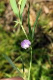 Lathyrus inconspicuus