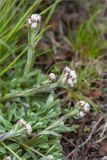 Antennaria dioica. Верхушки цветущих растений. Кольский п-ов, Хибины, подножие у южного склона массива Кукисвумчорр, дорога вдоль р. Вудъяврйок. 17.06.2013.