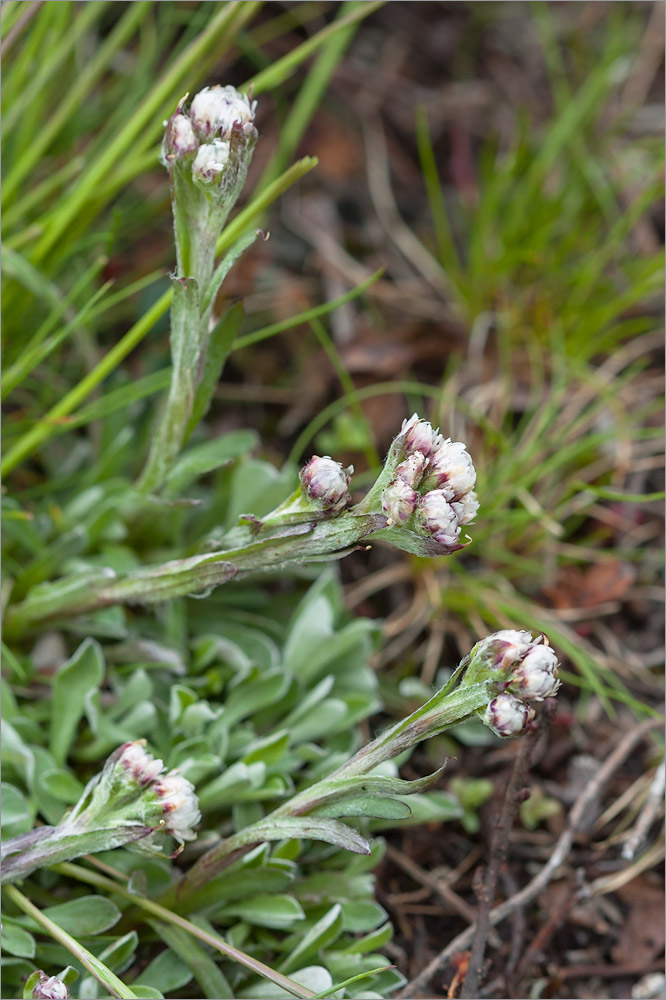 Изображение особи Antennaria dioica.