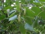 Betula borysthenica