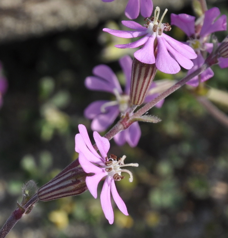 Изображение особи Silene colorata.