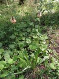 Plantago lanceolata